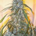 Annapurna SuperAuto (Flash Auto Seeds)