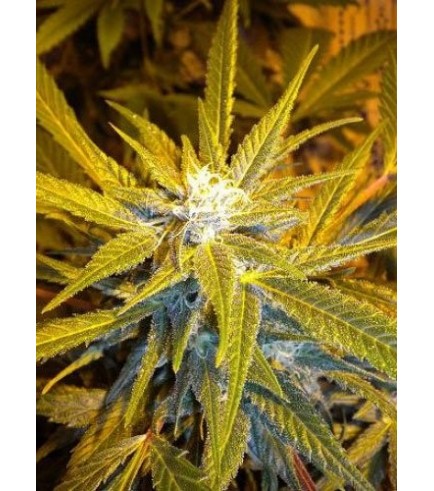 Jet 47 Auto (Flash Auto Seeds)