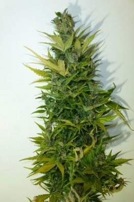 Lemon Haze Autofiorente