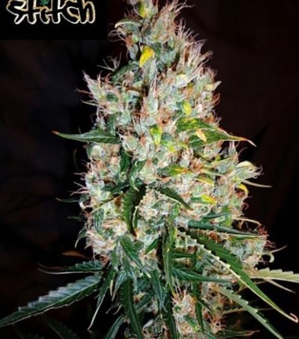 Russian Haze Auto (Flash Auto Seeds)