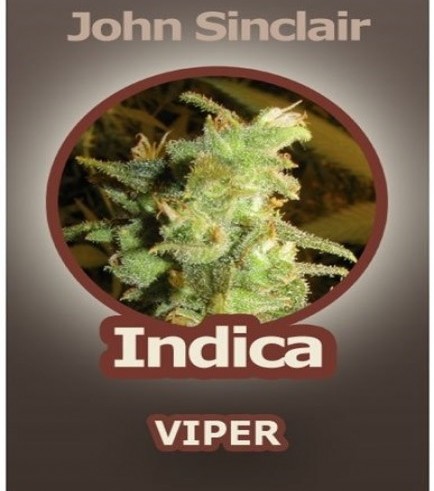 Viper (John Sinclair Seeds)