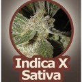 White Panther (John Sinclair Seeds)