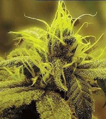 A-1 Haze (Sagarmatha Seeds)