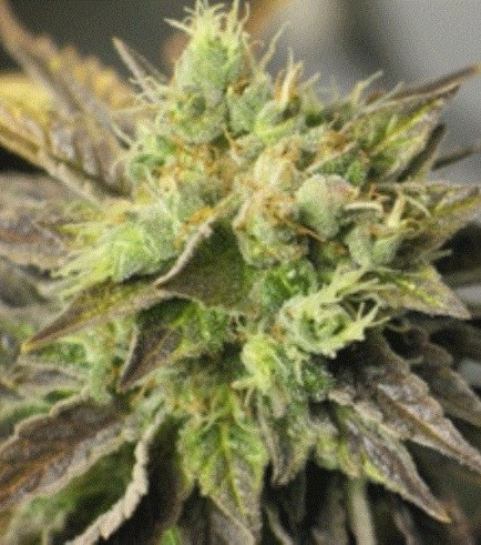 Double Diesel Ryder (Sagarmatha Seeds)