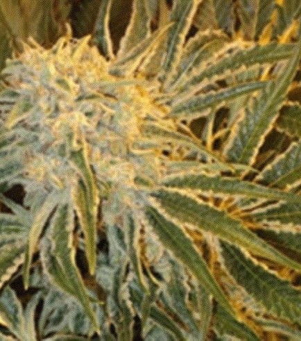 Northern Lights 9 (Sagarmatha Seeds)