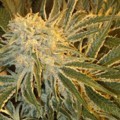 Northern Lights 9 (Sagarmatha Seeds)