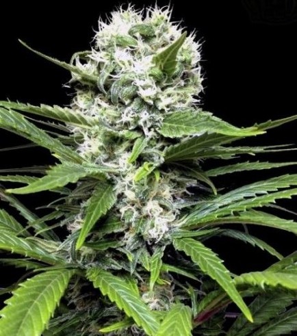 Lemon Ice (Ripper Seeds)