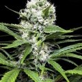 Lemon Ice (Ripper Seeds)