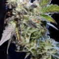 Berry Bomb (Elemental Seeds)