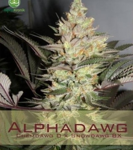 Alphadawg (Alphakronik Genes)