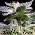 Bubba Love (Alphakronik Genes)