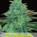 Cheddarhead (Alphakronik Genes)