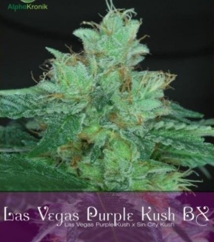 Las Vegas Purple Kush Bx (Alphakronik Genes)