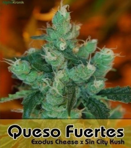 Queso Fuertes (Alphakronik Genes)