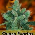 Queso Fuertes (Alphakronik Genes)