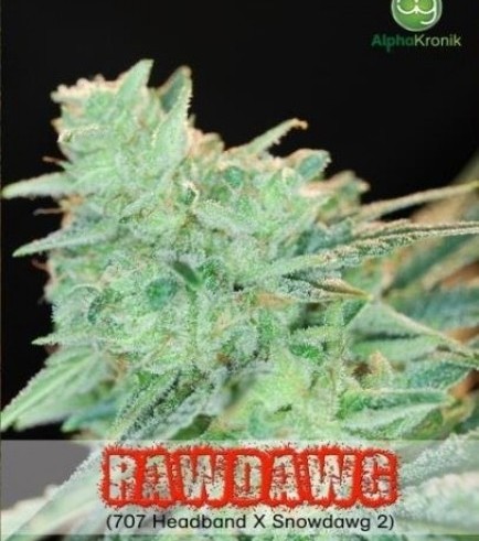Rawdawg (Alphakronik Genes)