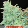 Rawdawg (Alphakronik Genes)