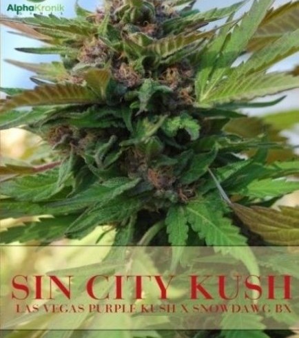 Sin City Kush (Alphakronik Genes)