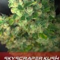 Skyscraper Kush (Alphakronik Genes)