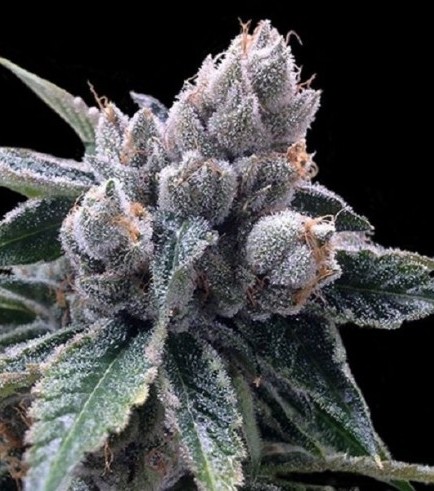 White Walker Kush (Grow Your Own Collection)