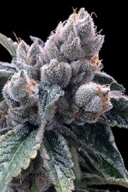 White Walker Kush