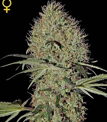 Super Bud Autofiorente (Greenhouse Seeds)