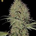 Super Bud Autofiorente (Greenhouse Seeds)