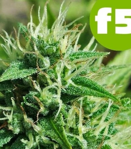 Blue Mazar (ROOR Seeds)