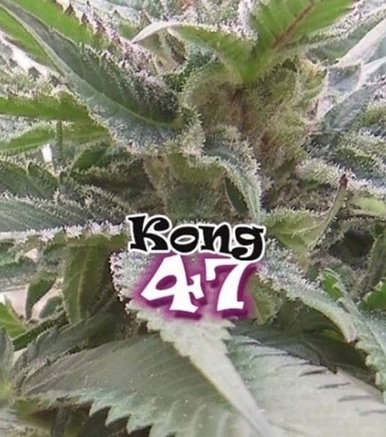 Kong 47 (Dr. Underground)