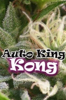 Auto King Kong