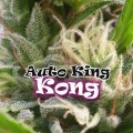 Auto King Kong (Dr. Underground)