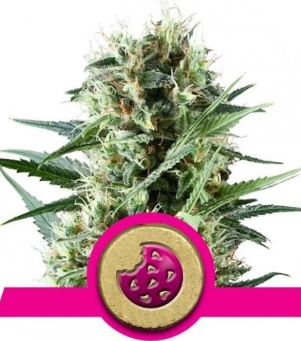 Royal Cookies (Royal Queen Seeds)