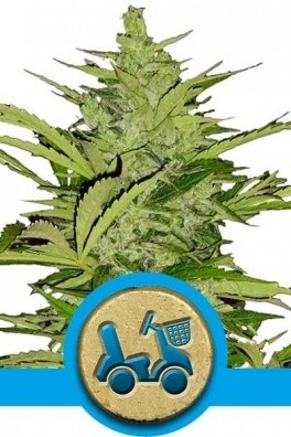 Fast Eddy Autofiorente