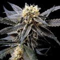 Strawberry Banana (Reserva Privada)