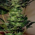 Amnesia (Makka Seeds)