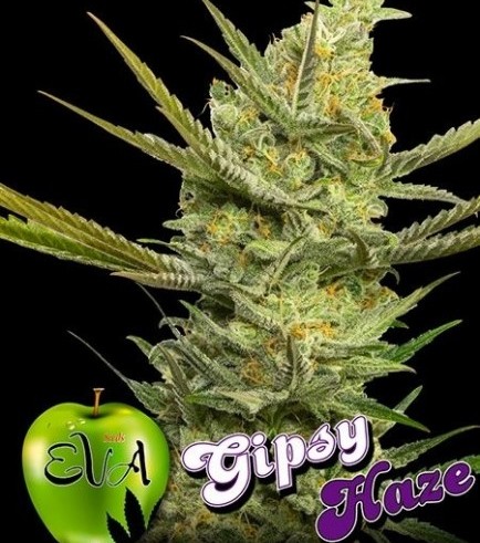 Gipsy Haze (Eva Seeds)