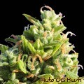 Auto OG Kush (Original Sensible Seeds)