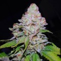 White Berry (VIP Seeds)