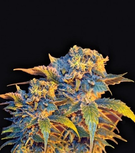 Colombian Sweet (VIP Seeds)