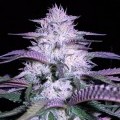 Currant Kush (VIP Seeds)