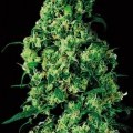 Dulce De Leche (VIP Seeds)