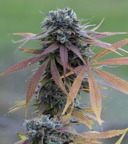 Blue Kush Autofiorente (Dinafem)