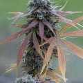 Blue Kush Autofiorente (Dinafem)