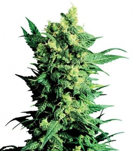 Shiva Shanti 2 (Sensi Seeds)