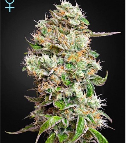 King's Kush Autofiorente CBD (Greenhouse Seeds)