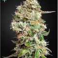 King's Kush Autofiorente CBD (Greenhouse Seeds)