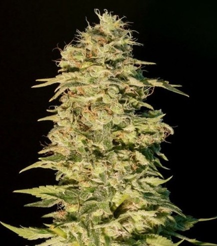 OG Lemon Bilbo (Genehtik Seeds)
