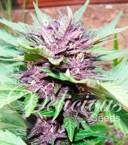 Auto Dark Purple (Delicious Seeds)
