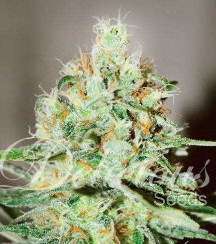 Jägg Kush (Delicious Seeds)