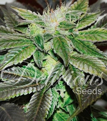 Sugar Candy (Delicious Seeds)